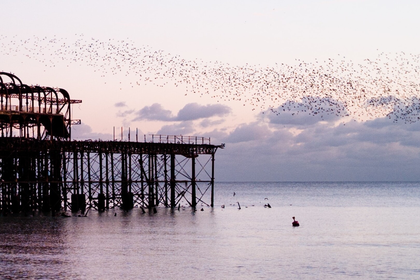 Flocking birds in Brighton