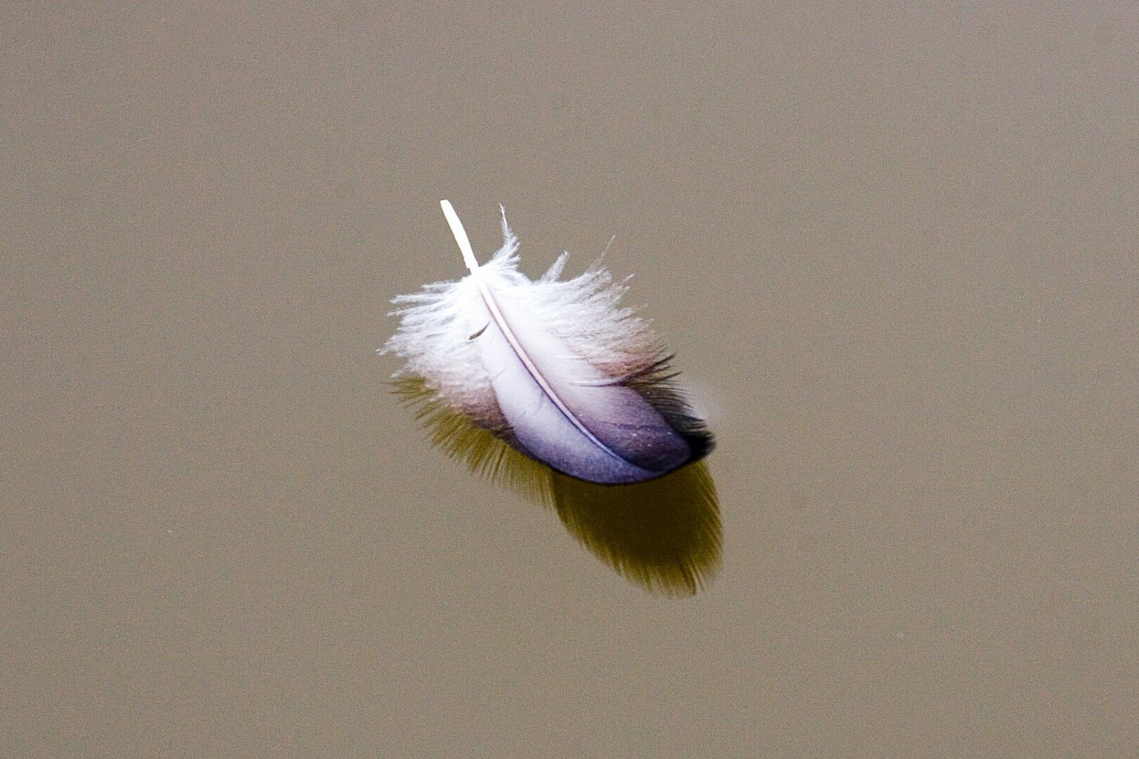 Lightness represented by a feather floating on a lake