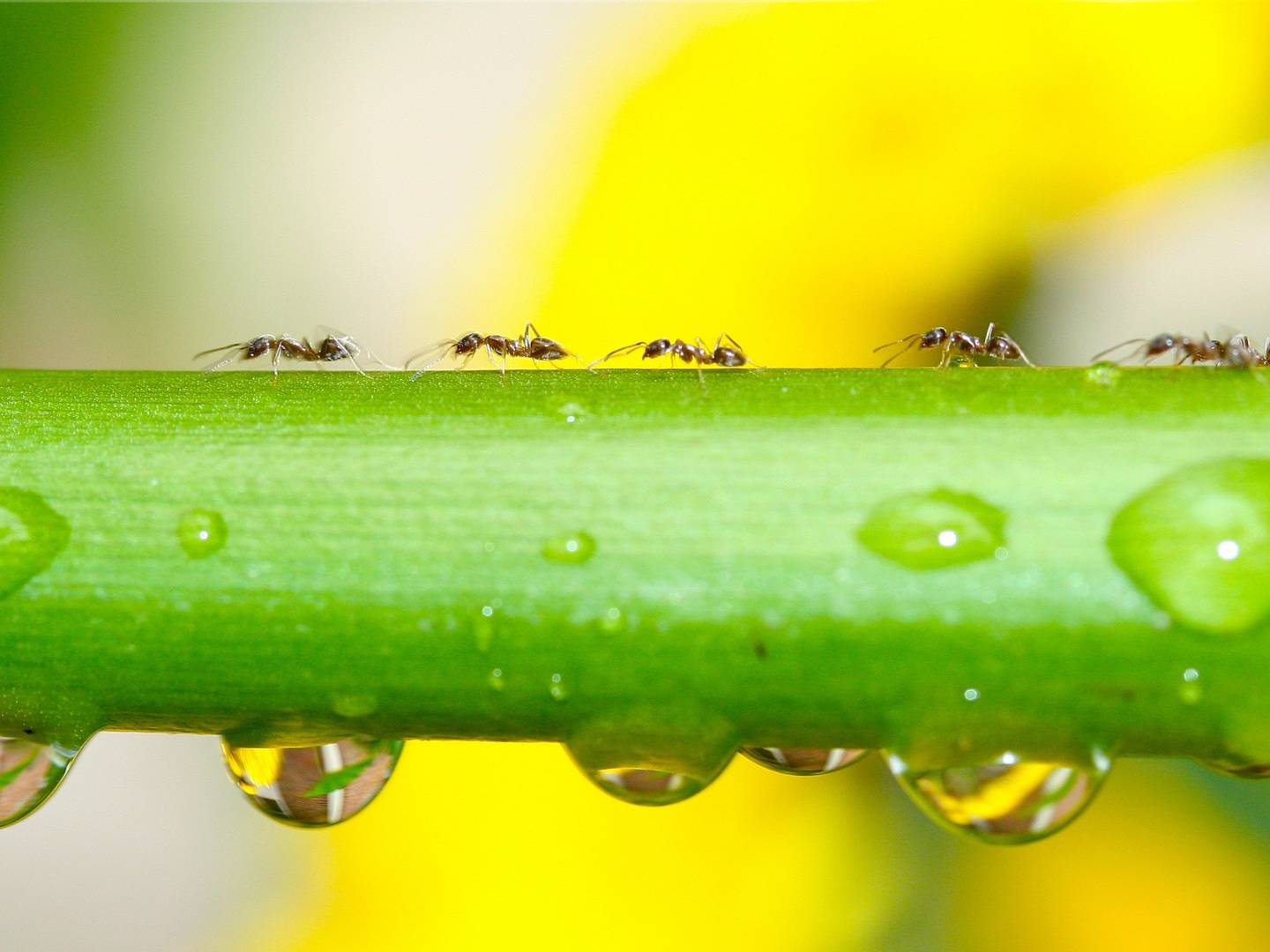 Collaborative behaviour is common in ants - but humans can cooperate too