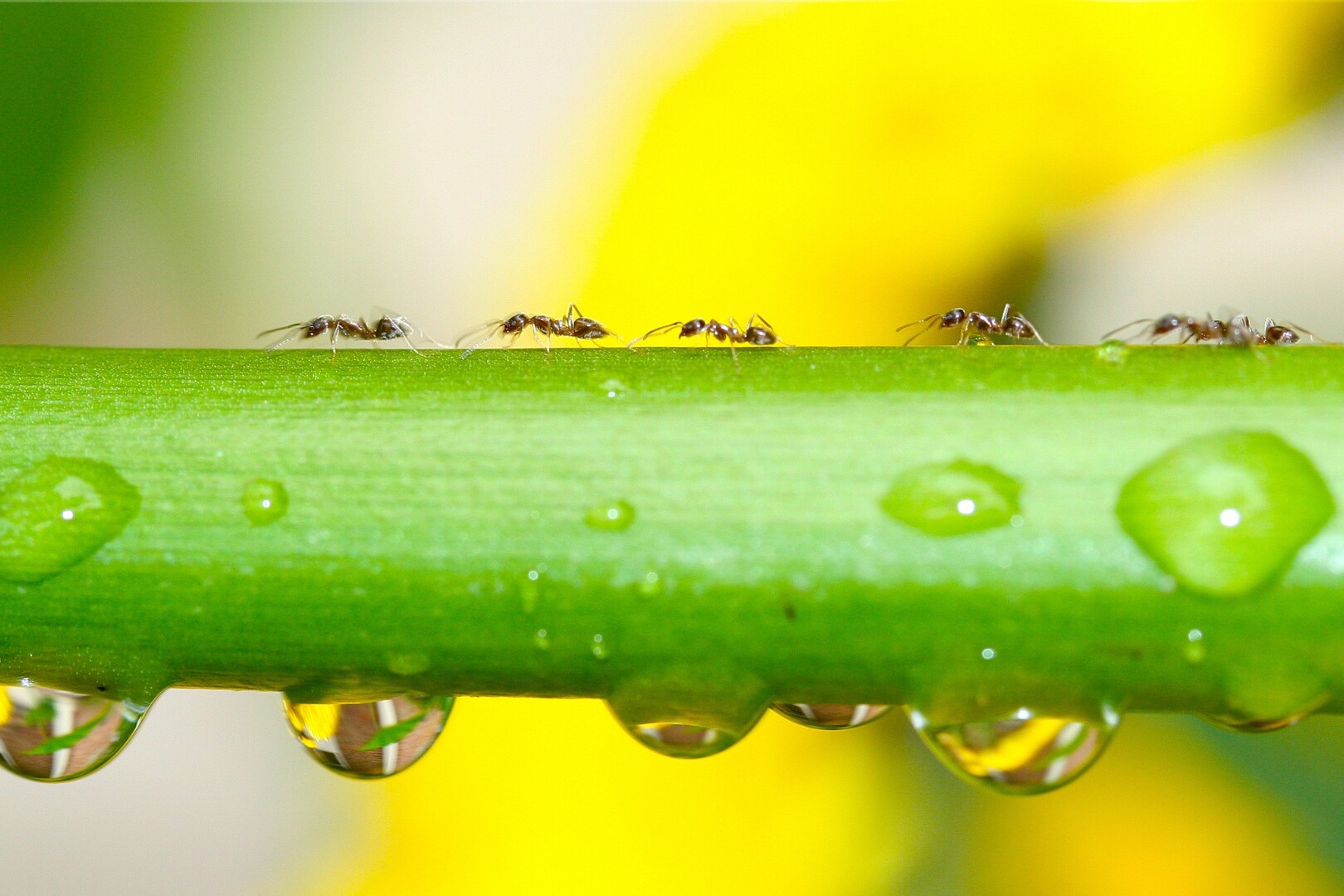 Collaborative behaviour is common in ants - but humans can cooperate too
