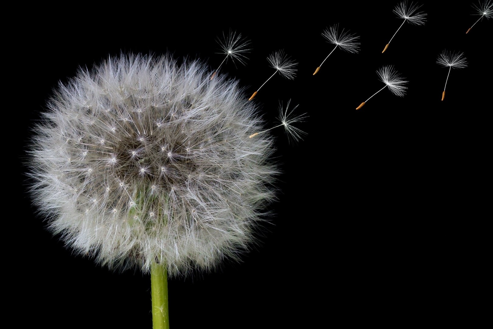 Dandelion clock with seeds - is your top talent leaving?