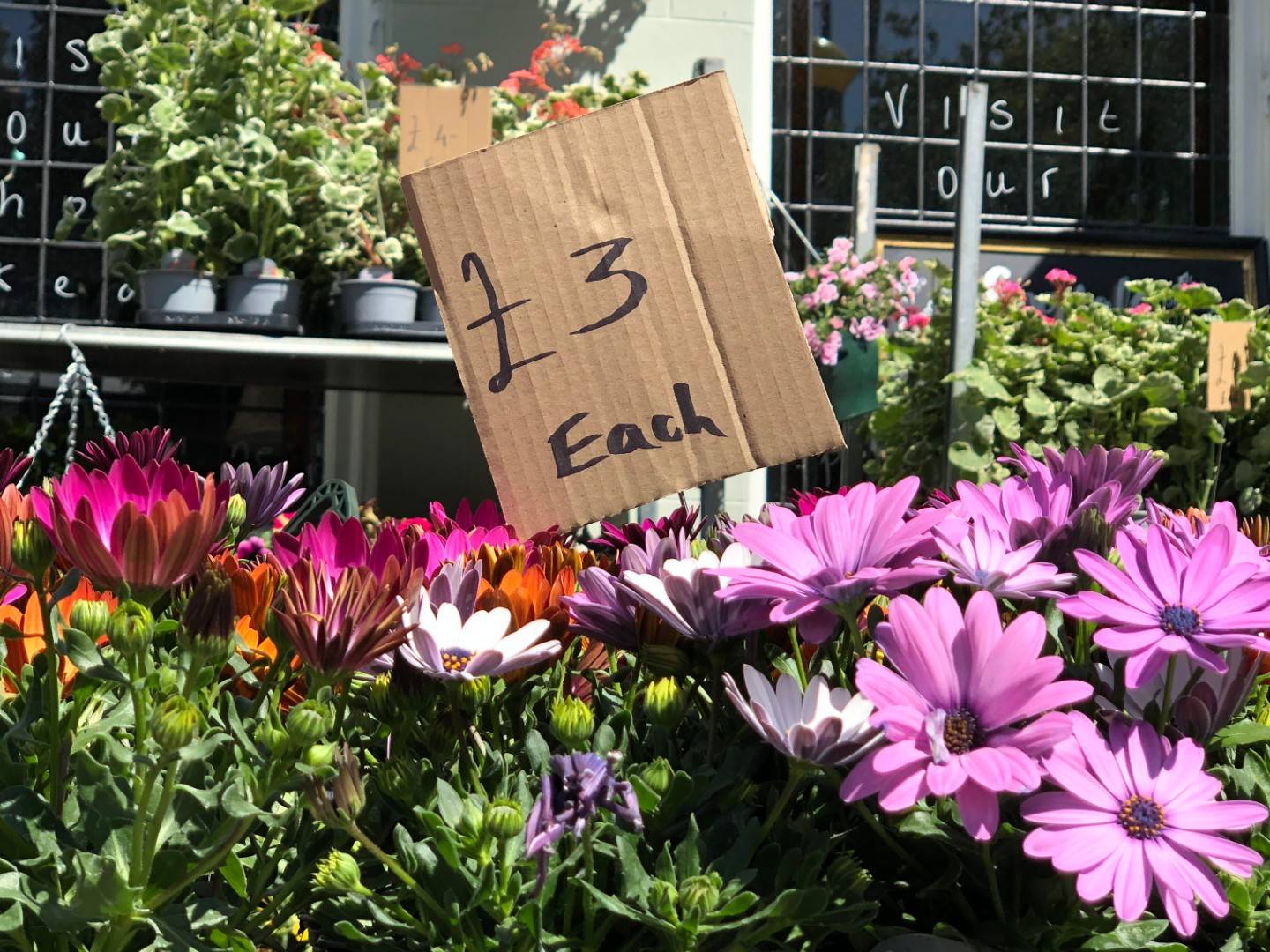 A real life example of good content marketing - bedding plants for sale outside pub