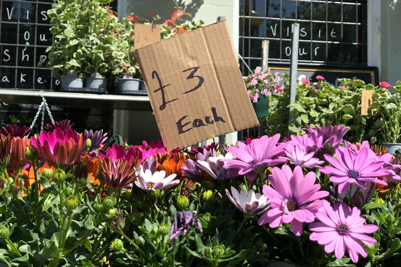 A real life example of good content marketing - bedding plants for sale outside pub